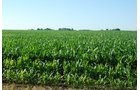 Property photo 3 - 426 Acres Offered in 11 Tracts Ranging from 4+/- to 80+/- Acres