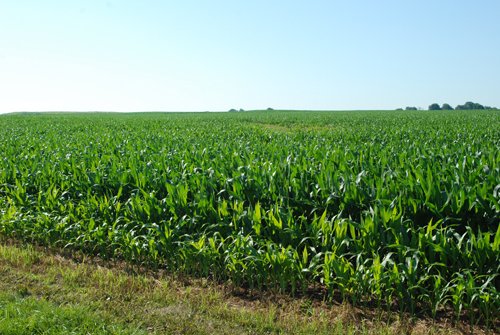Property photo 20 - 426 Acres Offered in 11 Tracts Ranging from 4+/- to 80+/- Acres