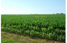 Property photo 20 - 426 Acres Offered in 11 Tracts Ranging from 4+/- to 80+/- Acres