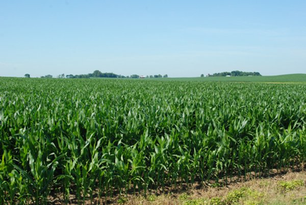 426 Acres Offered in 11 Tracts Ranging from 4+/- to 80+/- Acres