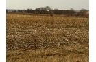 Property photo 6 - 426 Acres Offered in 11 Tracts Ranging from 4+/- to 80+/- Acres
