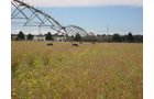 Tract 1 - Irrigation Equipment Auction - 21 Individual Irrigation Pivots