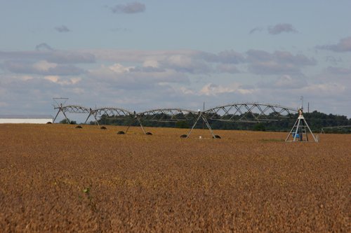 Tract 11 - Irrigation Equipment Auction - 21 Individual Irrigation Pivots