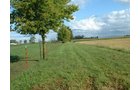 Looking north along west property line. - 74 Acres Offered in 2 Tracts with Potential Commercial and Residential Development