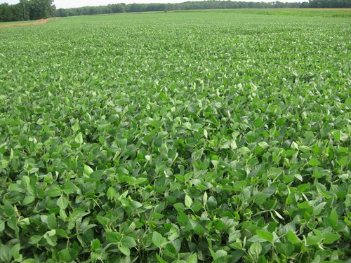 Property photo 5 - 223+/- Acres Offered in 8 Tracts - Tillable Farmland, Hunting and/or Future Building Sites