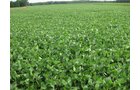 Property photo 5 - 223+/- Acres Offered in 8 Tracts - Tillable Farmland, Hunting and/or Future Building Sites
