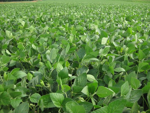 Property photo 3 - 223+/- Acres Offered in 8 Tracts - Tillable Farmland, Hunting and/or Future Building Sites
