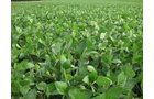 Property photo 3 - 223+/- Acres Offered in 8 Tracts - Tillable Farmland, Hunting and/or Future Building Sites