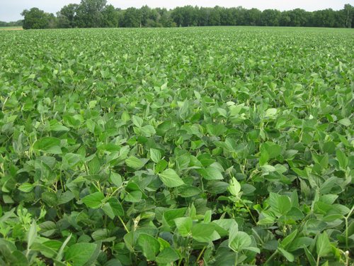 Property photo 12 - 223+/- Acres Offered in 8 Tracts - Tillable Farmland, Hunting and/or Future Building Sites