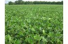 Property photo 12 - 223+/- Acres Offered in 8 Tracts - Tillable Farmland, Hunting and/or Future Building Sites