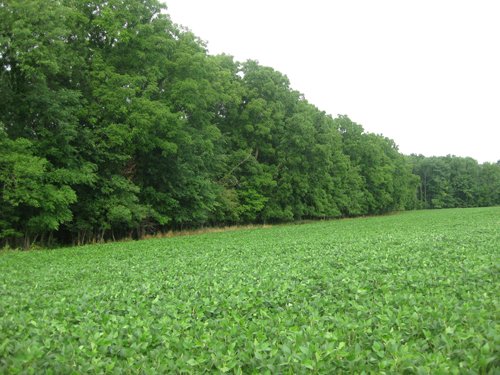 Property photo 9 - 223+/- Acres Offered in 8 Tracts - Tillable Farmland, Hunting and/or Future Building Sites