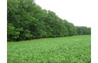 Property photo 9 - 223+/- Acres Offered in 8 Tracts - Tillable Farmland, Hunting and/or Future Building Sites