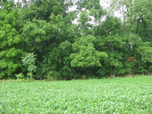 Property photo 8 - 223+/- Acres Offered in 8 Tracts - Tillable Farmland, Hunting and/or Future Building Sites