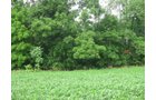 Property photo 8 - 223+/- Acres Offered in 8 Tracts - Tillable Farmland, Hunting and/or Future Building Sites