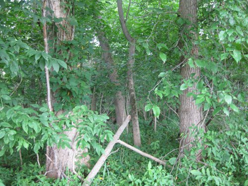 Property photo 7 - 223+/- Acres Offered in 8 Tracts - Tillable Farmland, Hunting and/or Future Building Sites