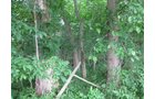 Property photo 7 - 223+/- Acres Offered in 8 Tracts - Tillable Farmland, Hunting and/or Future Building Sites