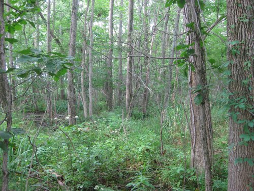 Property photo 6 - 223+/- Acres Offered in 8 Tracts - Tillable Farmland, Hunting and/or Future Building Sites