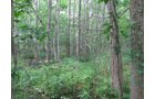 Property photo 6 - 223+/- Acres Offered in 8 Tracts - Tillable Farmland, Hunting and/or Future Building Sites