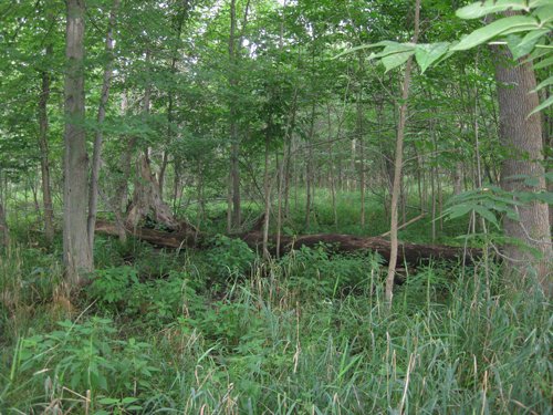 Property photo 10 - 223+/- Acres Offered in 8 Tracts - Tillable Farmland, Hunting and/or Future Building Sites