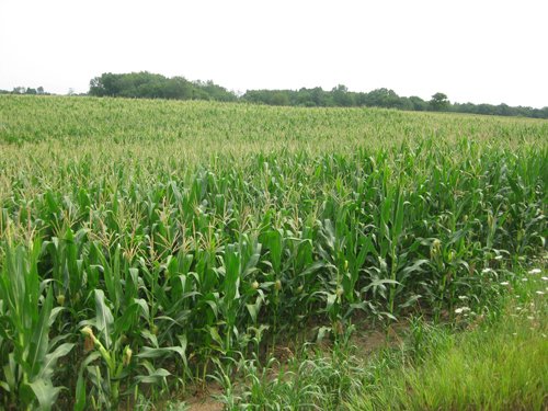 Property photo 1 - 223+/- Acres Offered in 8 Tracts - Tillable Farmland, Hunting and/or Future Building Sites