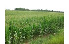 Property photo 1 - 223+/- Acres Offered in 8 Tracts - Tillable Farmland, Hunting and/or Future Building Sites