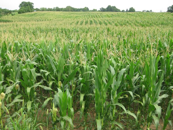 223+/- Acres Offered in 8 Tracts - Tillable Farmland, Hunting and/or Future Building Sites