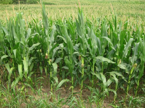 Property photo 2 - 223+/- Acres Offered in 8 Tracts - Tillable Farmland, Hunting and/or Future Building Sites