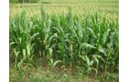 Property photo 2 - 223+/- Acres Offered in 8 Tracts - Tillable Farmland, Hunting and/or Future Building Sites