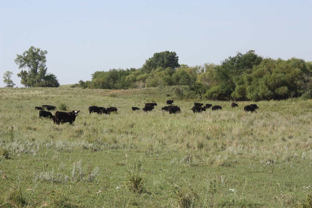 Property photo 14 - Land Auction - 480 Acres in 10 Tracts, Native Grassland, Tillable Cropland