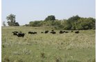 Property photo 14 - Land Auction - 480 Acres in 10 Tracts, Native Grassland, Tillable Cropland