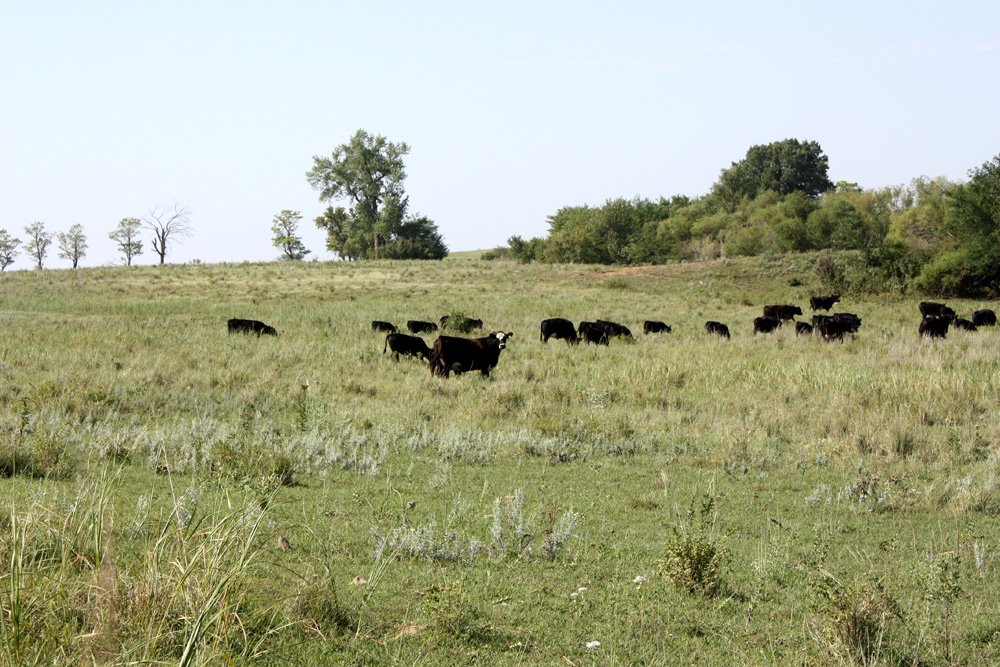 Property photo 47 - Land Auction - 480 Acres in 10 Tracts, Native Grassland, Tillable Cropland