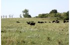 Property photo 47 - Land Auction - 480 Acres in 10 Tracts, Native Grassland, Tillable Cropland