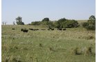 Property photo 34 - Land Auction - 480 Acres in 10 Tracts, Native Grassland, Tillable Cropland