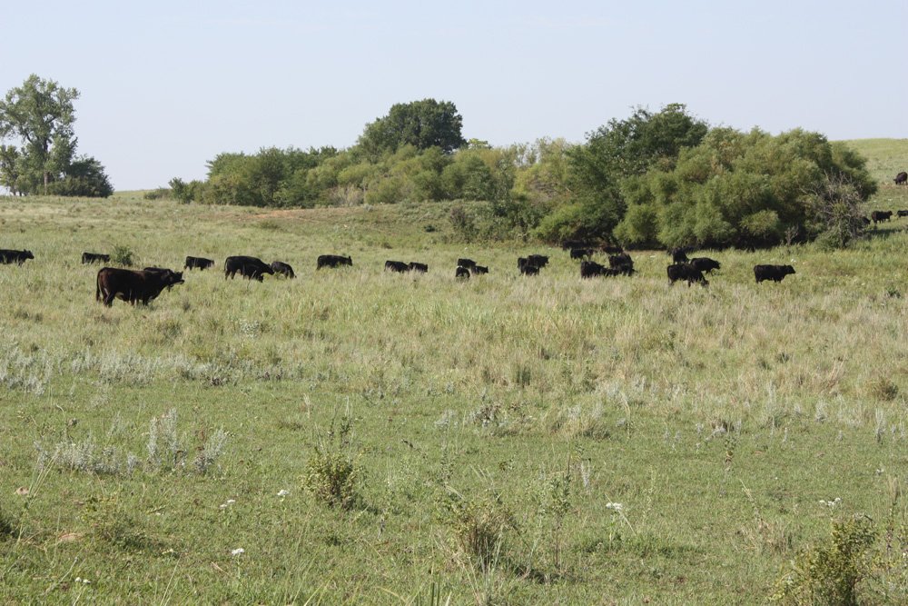 Property photo 19 - Land Auction - 480 Acres in 10 Tracts, Native Grassland, Tillable Cropland