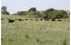 Property photo 19 - Land Auction - 480 Acres in 10 Tracts, Native Grassland, Tillable Cropland