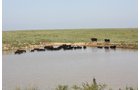Property photo 77 - Land Auction - 480 Acres in 10 Tracts, Native Grassland, Tillable Cropland