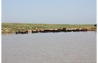 Property photo 56 - Land Auction - 480 Acres in 10 Tracts, Native Grassland, Tillable Cropland