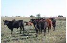 Property photo 58 - Land Auction - 480 Acres in 10 Tracts, Native Grassland, Tillable Cropland