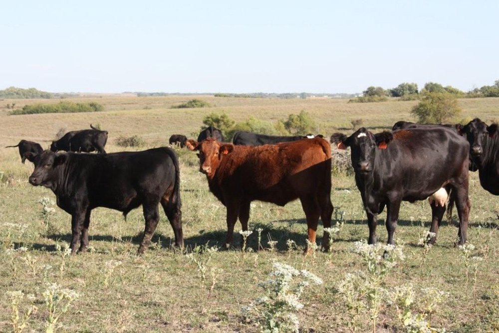 Property photo 20 - Land Auction - 480 Acres in 10 Tracts, Native Grassland, Tillable Cropland