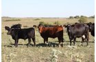 Property photo 20 - Land Auction - 480 Acres in 10 Tracts, Native Grassland, Tillable Cropland