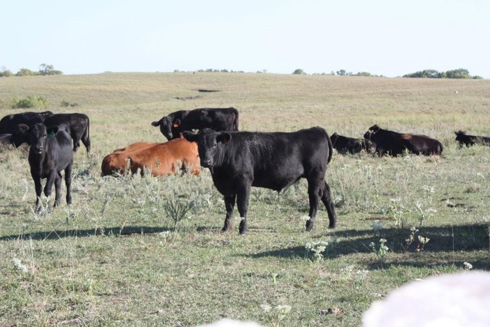 Property photo 9 - Land Auction - 480 Acres in 10 Tracts, Native Grassland, Tillable Cropland