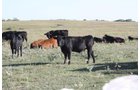 Property photo 9 - Land Auction - 480 Acres in 10 Tracts, Native Grassland, Tillable Cropland