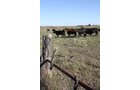 Property photo 72 - Land Auction - 480 Acres in 10 Tracts, Native Grassland, Tillable Cropland