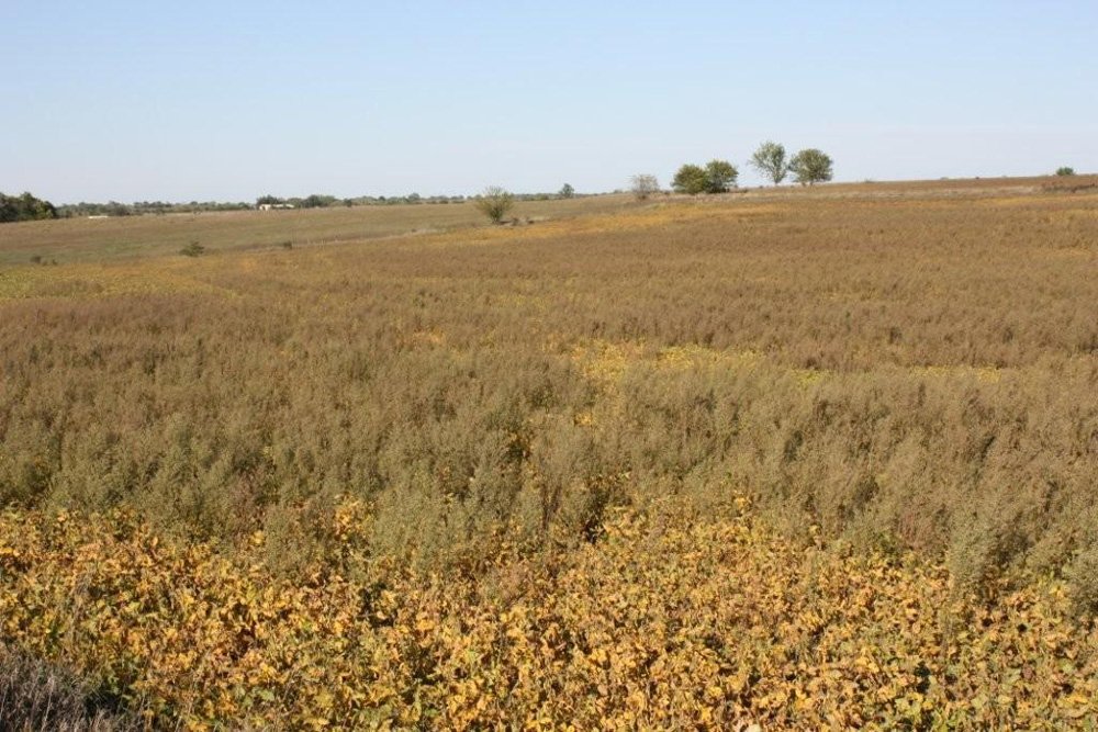 Property photo 8 - Land Auction - 480 Acres in 10 Tracts, Native Grassland, Tillable Cropland