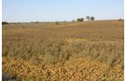 Property photo 8 - Land Auction - 480 Acres in 10 Tracts, Native Grassland, Tillable Cropland