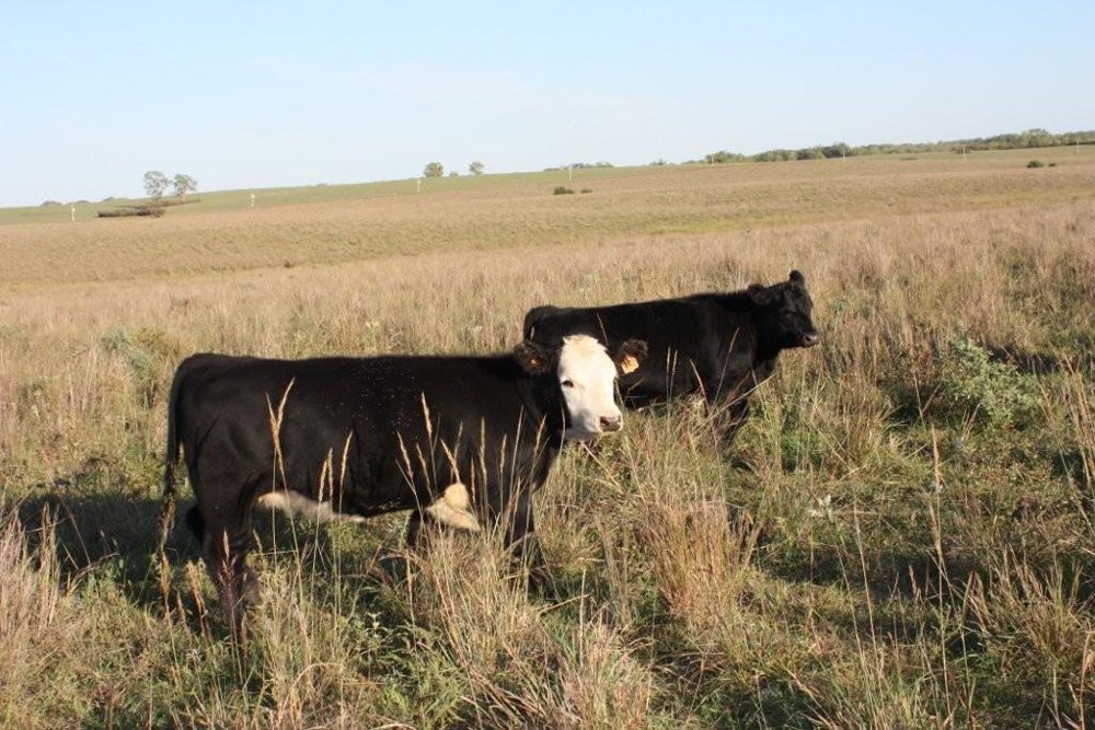Property photo 66 - Land Auction - 480 Acres in 10 Tracts, Native Grassland, Tillable Cropland