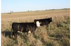 Property photo 66 - Land Auction - 480 Acres in 10 Tracts, Native Grassland, Tillable Cropland