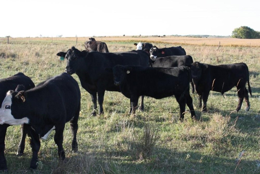 Property photo 43 - Land Auction - 480 Acres in 10 Tracts, Native Grassland, Tillable Cropland