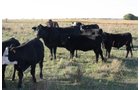 Property photo 43 - Land Auction - 480 Acres in 10 Tracts, Native Grassland, Tillable Cropland