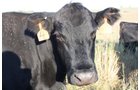 Property photo 30 - Land Auction - 480 Acres in 10 Tracts, Native Grassland, Tillable Cropland